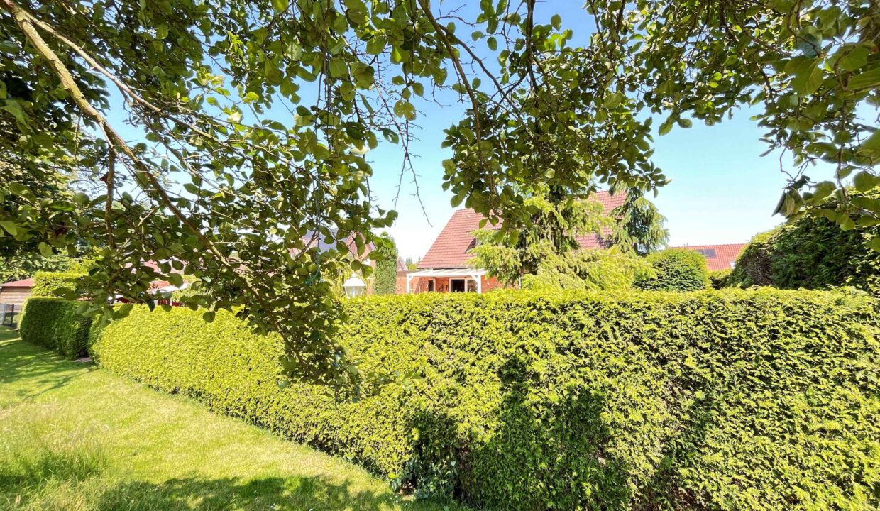 Lebensbaumhecke
