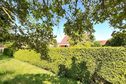 Lebensbaumhecke