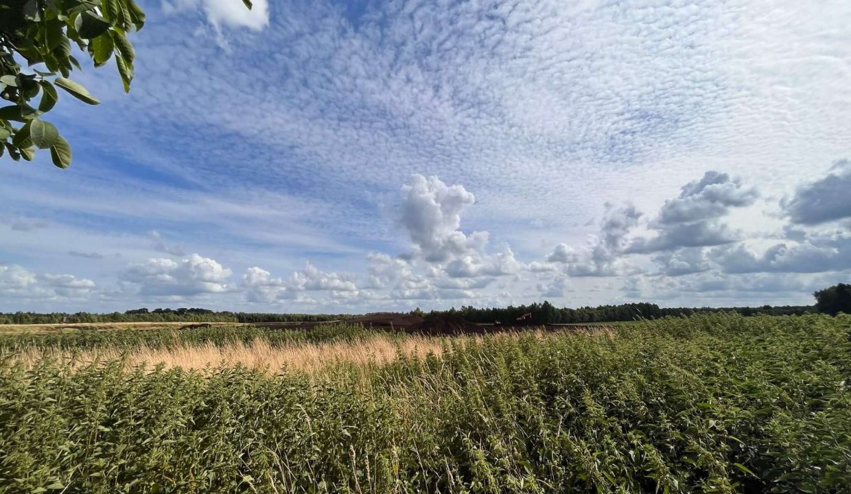 Wiesen