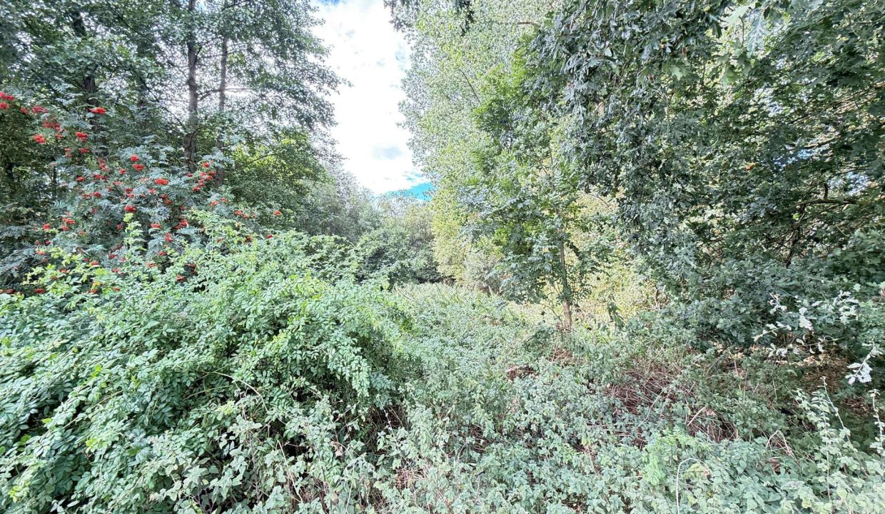 Kleiner Wald