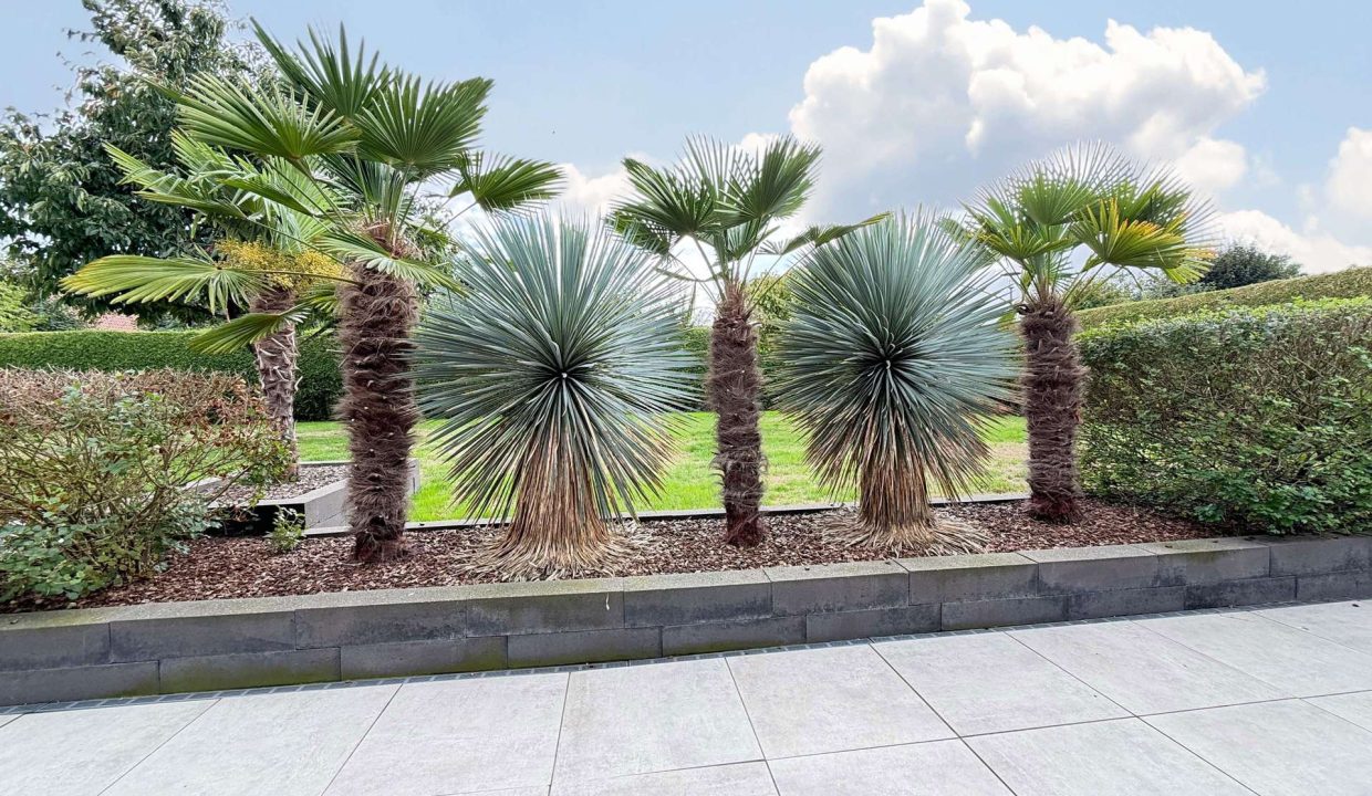 Garten mit Palmen