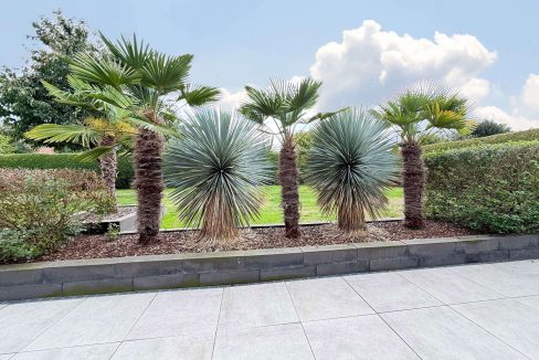 Garten mit Palmen