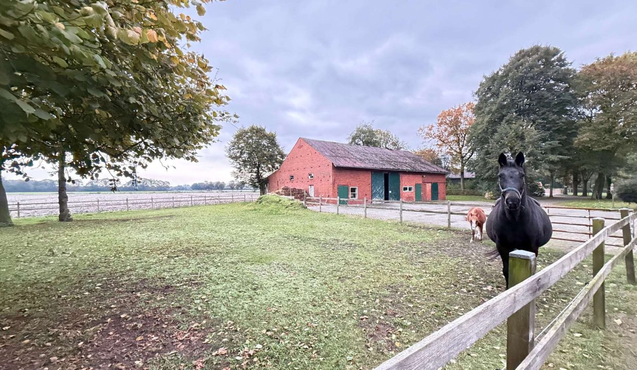 Pferdeweide