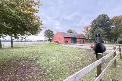 Pferdeweide